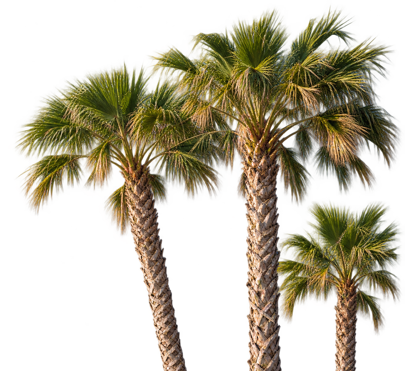Decorative palm foliage